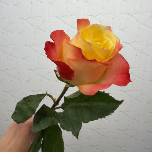 Роза Кабарэт