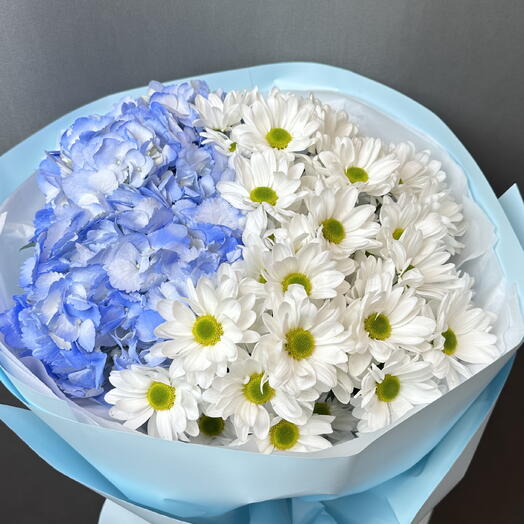 Гортензия хризантема ромашковидная