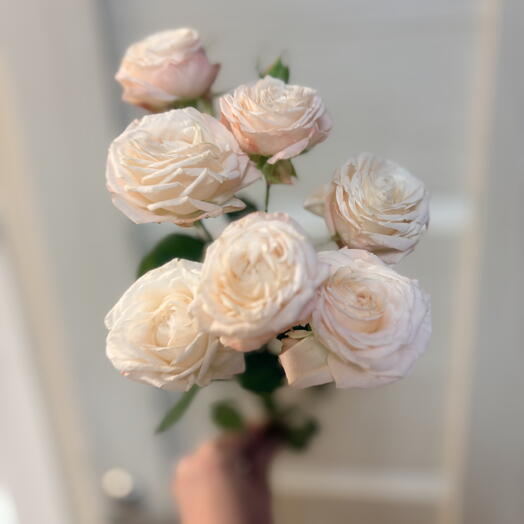 Кустовая пионовидная Роза