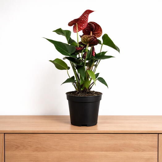 Anthurium ‘Chocolate – Deep, Velvety Elegance