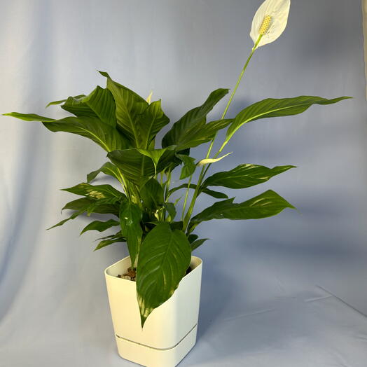 Спатифиллум (пласт.горшок)