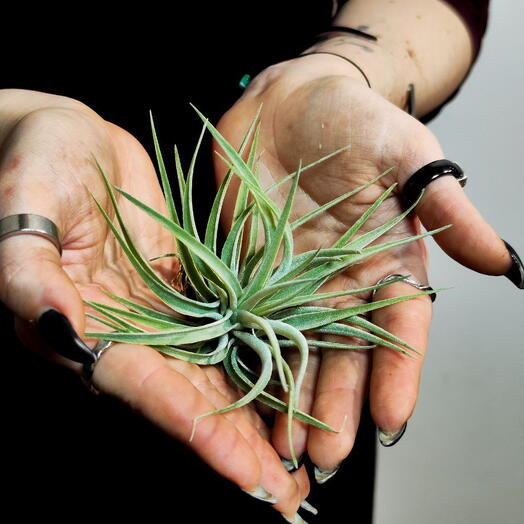 Тилландсия Кати (Tillandsia Kathy)
