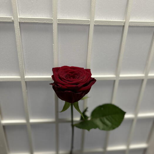 одна любовь.🌹