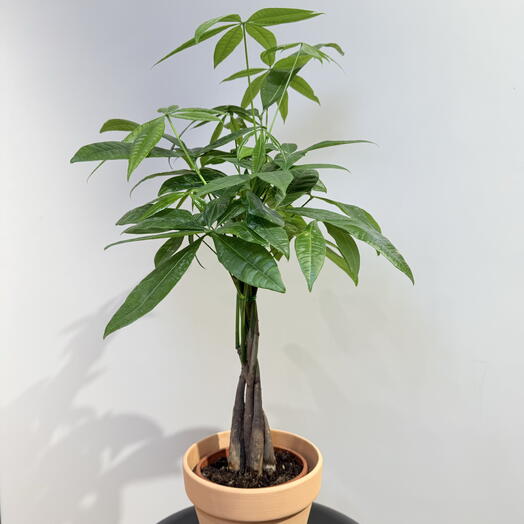 Пахира 🌿
