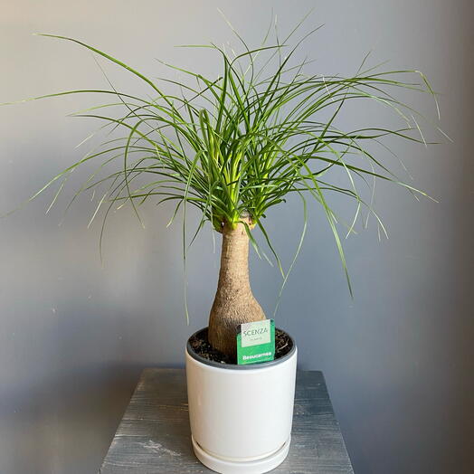 Нолина в кашпо