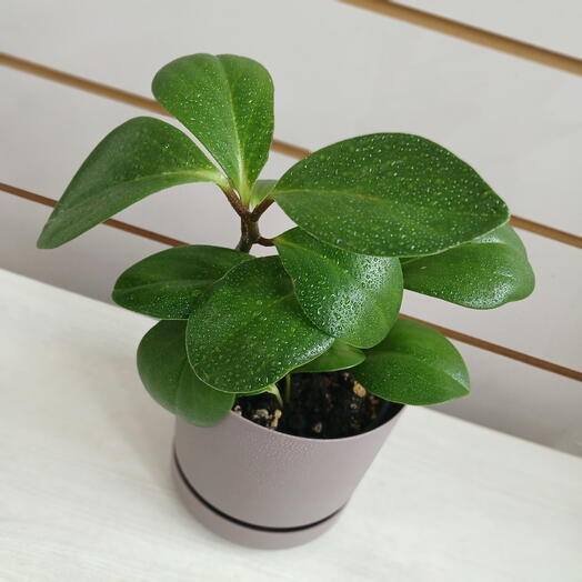 Пеперомия магнолиелистная, 20 см