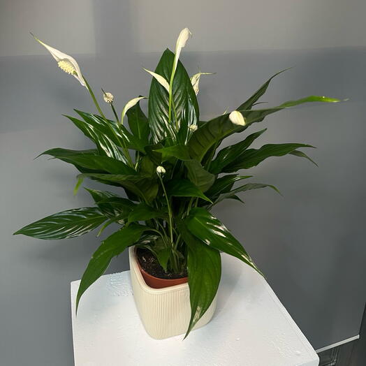 Спатифиллум (Женское счастье)