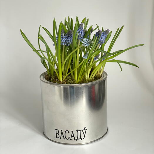 Первоцвет «Мускари»