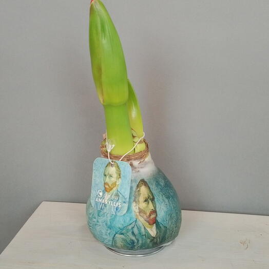 Амариллис Ван Гог