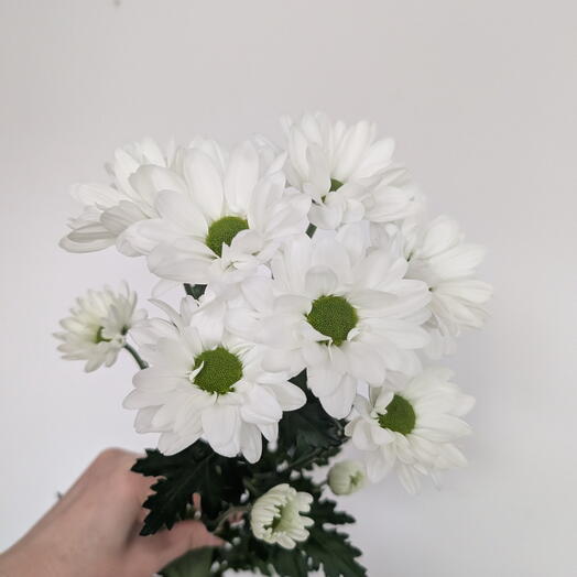 Ромашка белая