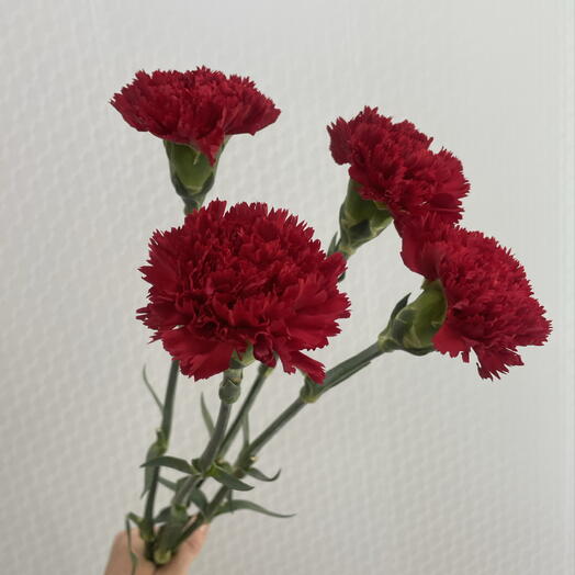 Гвоздика красная (4 шт)