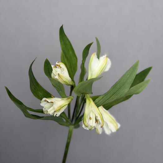 MV Flowers