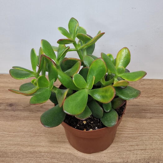 Красула 🌿