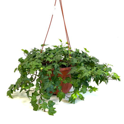 Хедера, плющ (Hedera) в пластиковом подвесном кашпо
