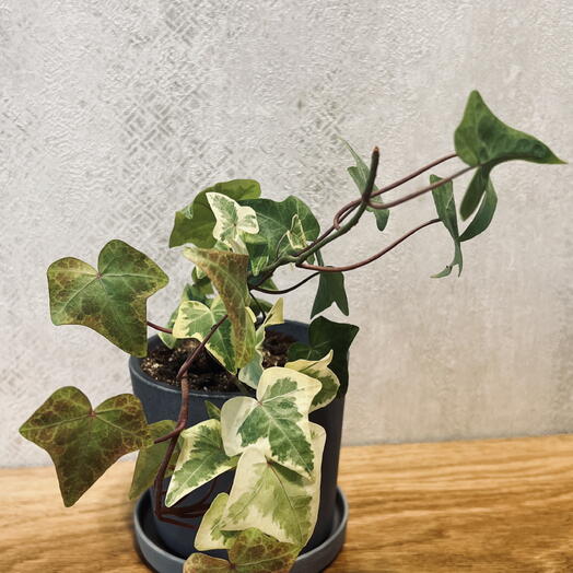 Хедера (лат. Hedera). Больше известный как плющ