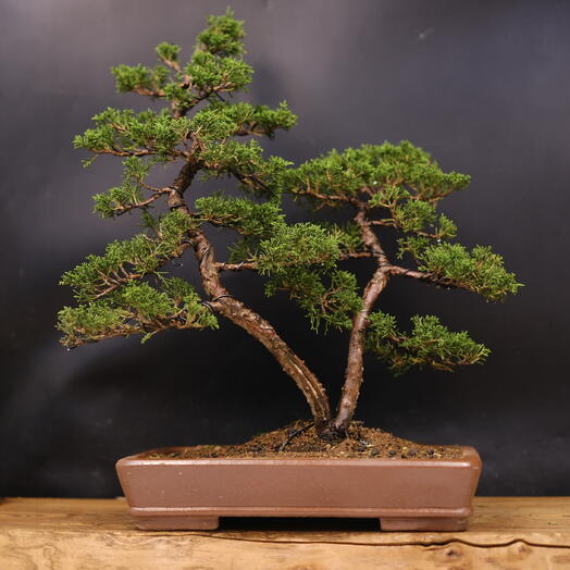 Бонсай Можжевельник (Japan), 50см
