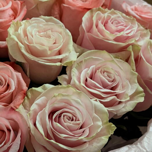 Pink softness