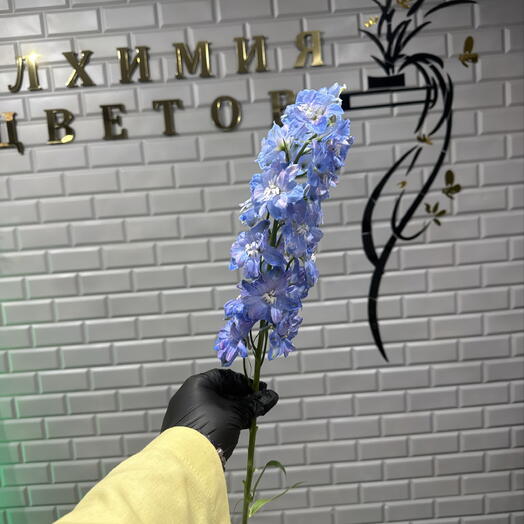 Дельфииниум