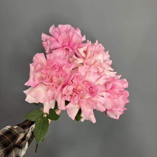 Моно букет французких роз🌸