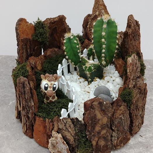 Сакуленты в коре