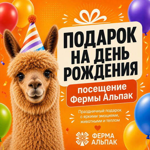 Подарок на день рождения — встреча с альпаками на Ферме Альпак в Москве (Щелково)