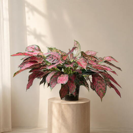 Аглаонема (Aglaonema) «Розовая Далматинка» / Pink Dalmatian