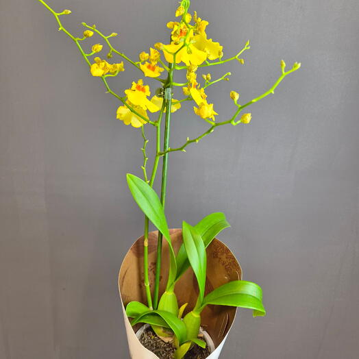 Орхидея Oncidium