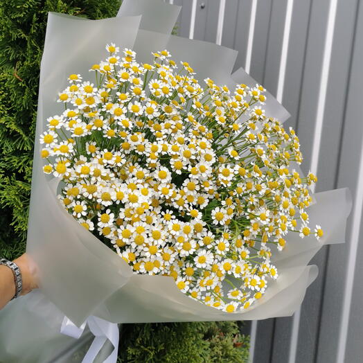 Матрикария🌼