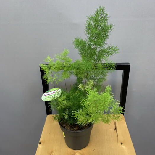 Комнатное растение Аспарагус Игольчатый