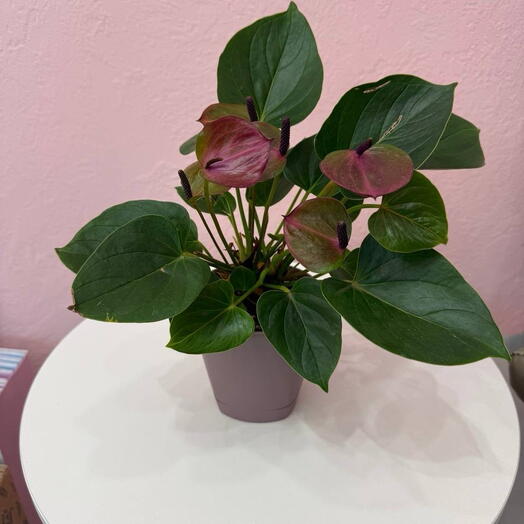Her Flowers 