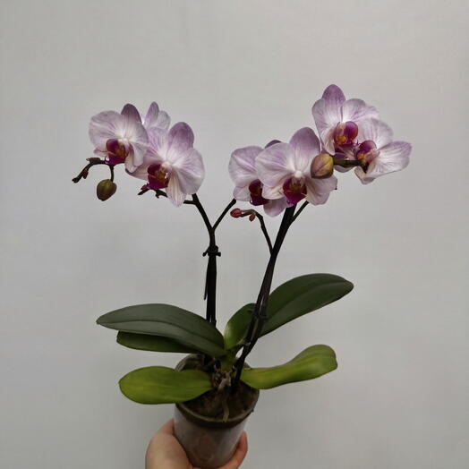 Zhivocvet