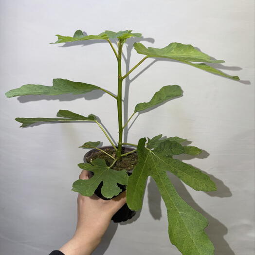 Инжир — экзотическое плодовое дерево прямо у вас дома 🌿🍈