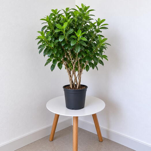 Ficus ‘Moclame  on Trellis – Living Green Screen