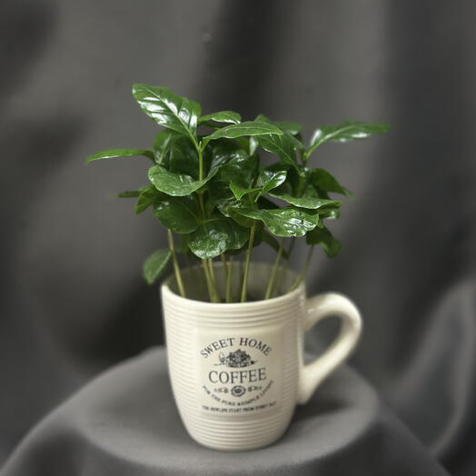 Кофе (Coffea arabica) Nairobi