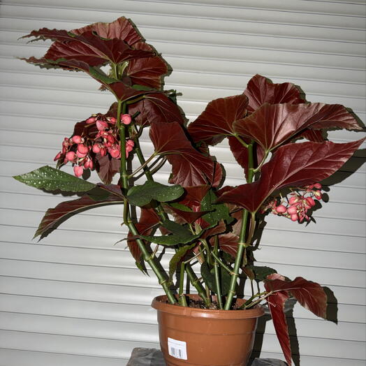 🌿 Бегония коралловая / Begonia corallina