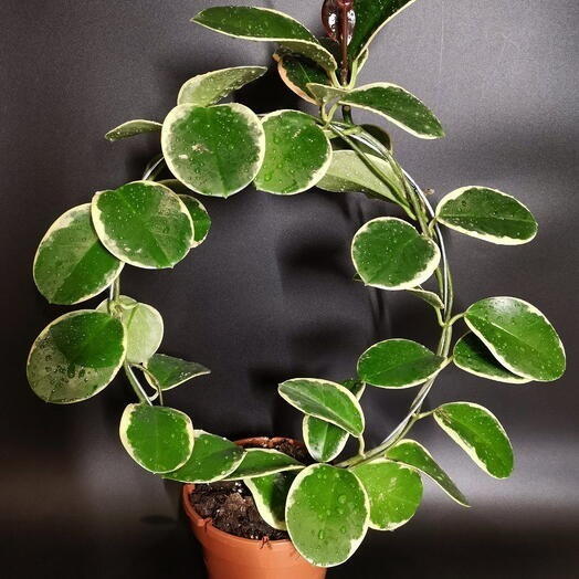 Хойя на каскаде Аустралис Блонди Hoya australis Blondie