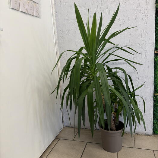 Yucca elephantipes