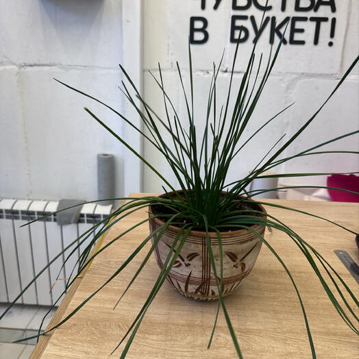 Зефирантес
