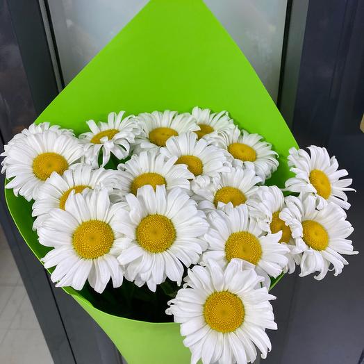 Chamomile 17