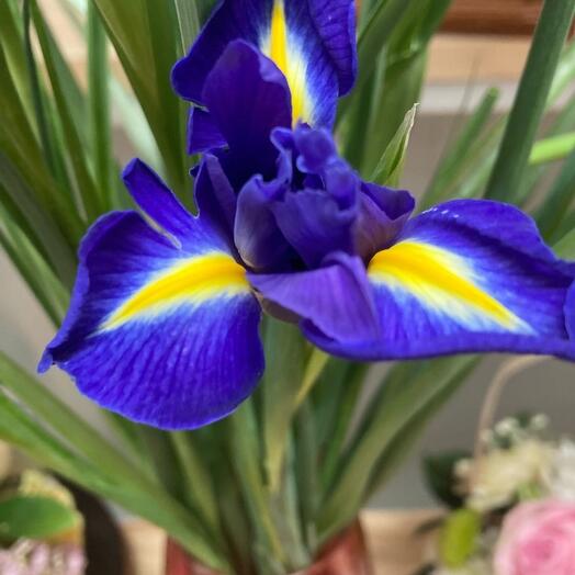 Iris
