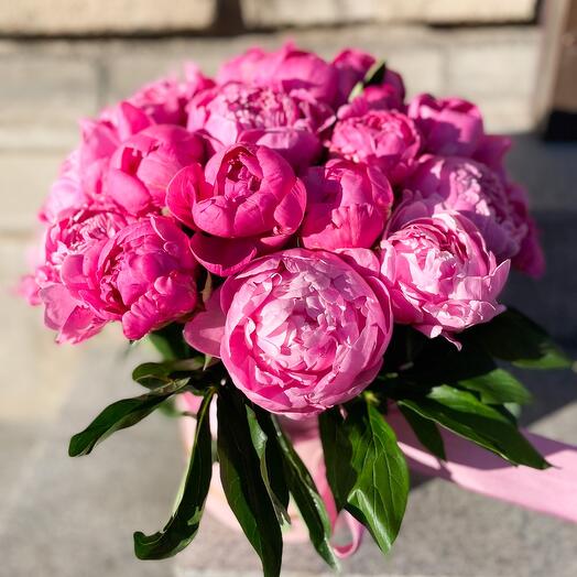 Peonies "strawberry ice cream"