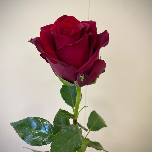 Rosa Ecuador 70cm