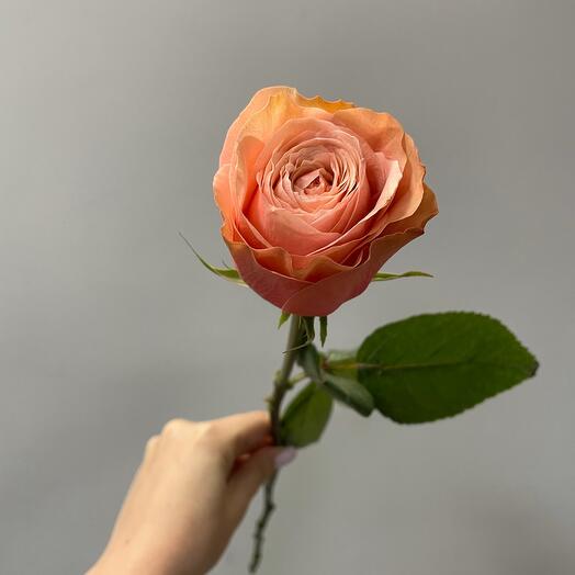 Rosa De Peonía Kahala