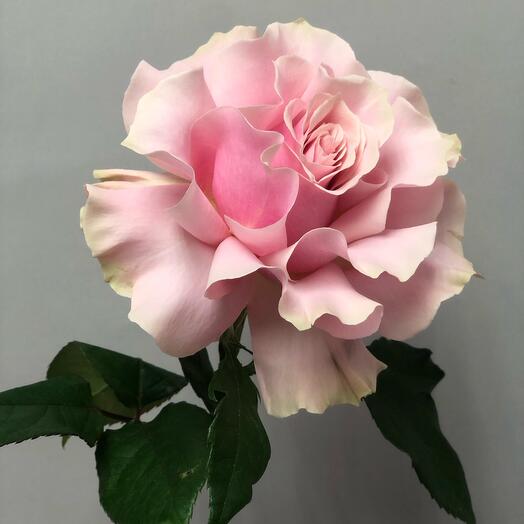 Rosa francesa