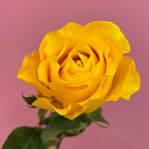 Rosa amarilla 60 cm