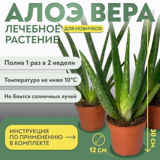 Алоэ Вера