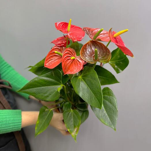 Антуриум красный 1