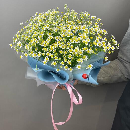 Композиция из матрикарии