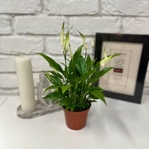 Спатифиллум (женское счастье)