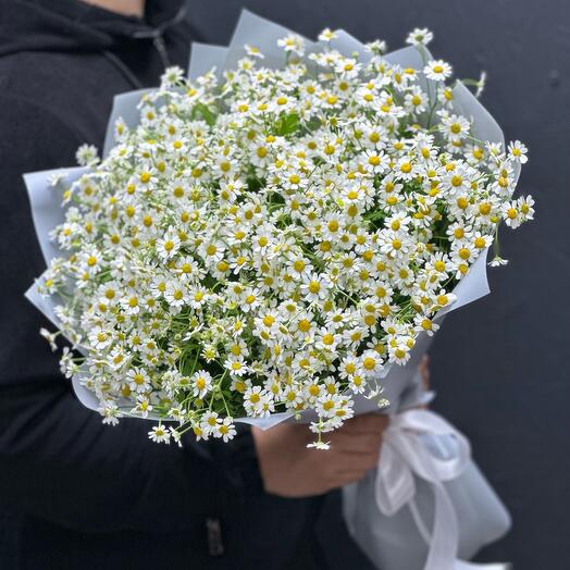 Ромашка нежнаяя